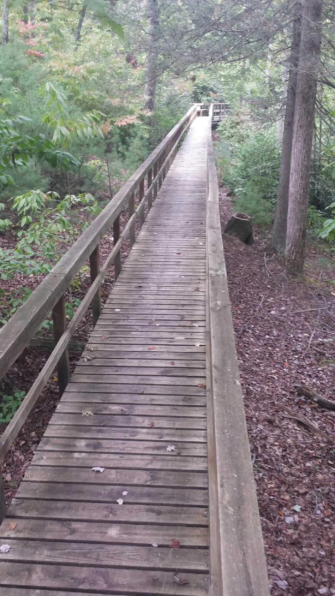 Long wood walkway with handrails built through the woods in Eastlake